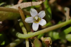 Limosella acaulis
