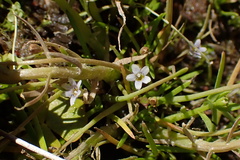 Limosella acaulis