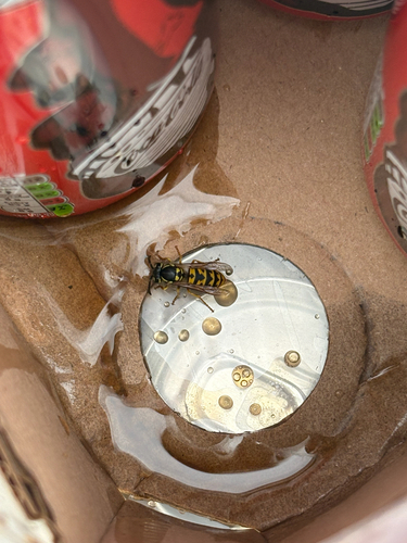 German Yellowjacket
