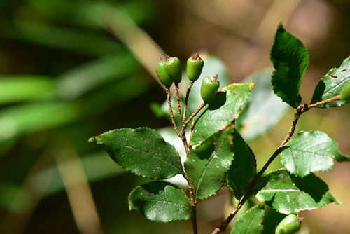 Pourthiaea villosa observed 2026-09-14