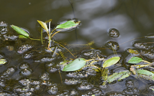 Potamogeton nodosus, photograph 3