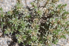 Thymelaea tartonraira