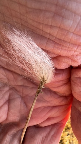 Eriophorum scheuchzeri, photograph 2