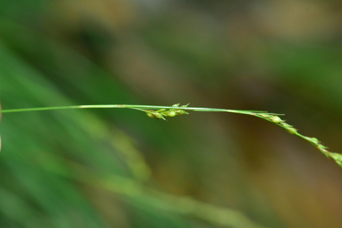 Carex brunnea observed 2026-09-14
