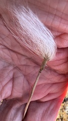 Eriophorum scheuchzeri, photograph author not stated, no rights reserved