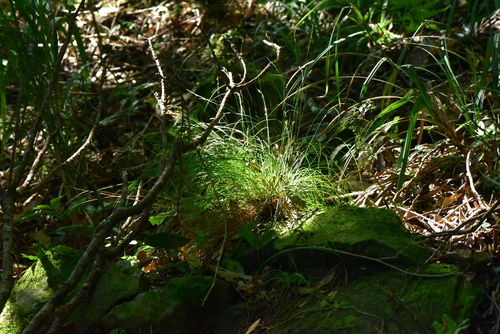 Carex brunnea observed 2026-09-14