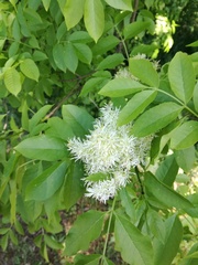 Fraxinus ornus
