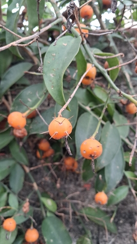 Barbados gooseberry