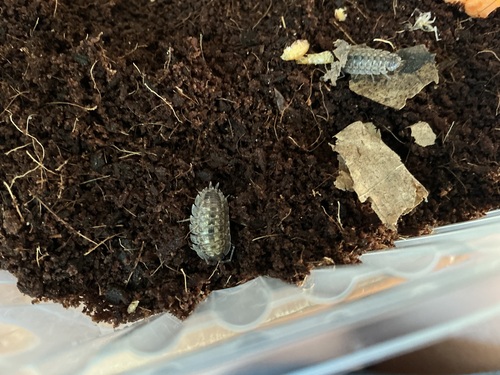 Brickwork Woodlouse
