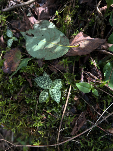 Schlechtendal's Goodyera