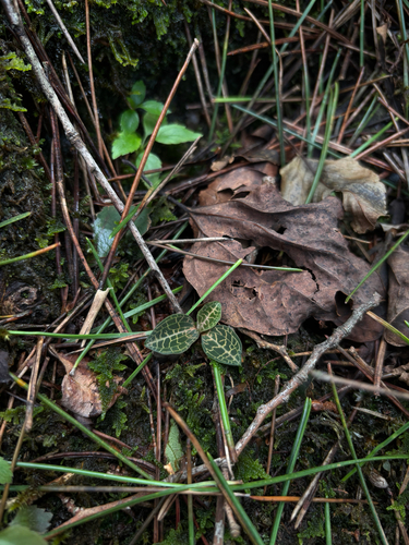 Goodyera biflora