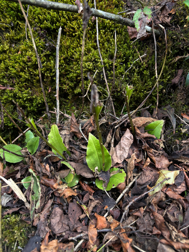 Liparis pauliana