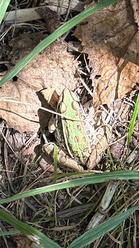 Southern Leopard Frog