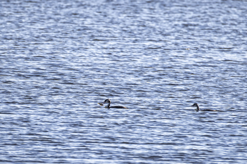 Great Crested Grebe