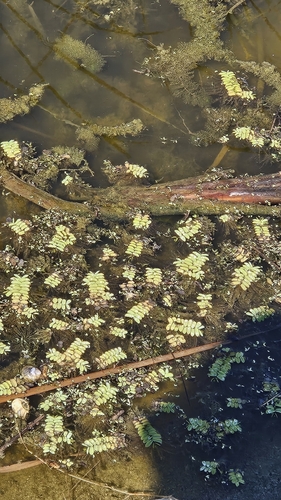 Salvinia natans, photograph 6