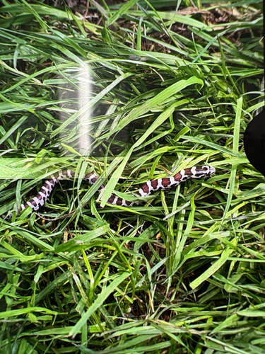 Eastern Milksnake