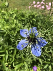 Nigella