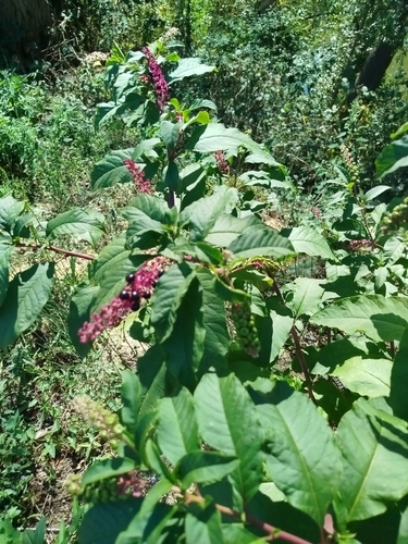 American pokeweed