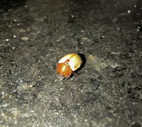 Cyclocephala melanocephala