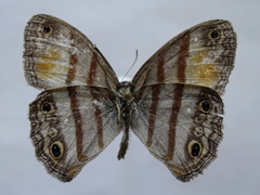 Cissia pseudoconfusa