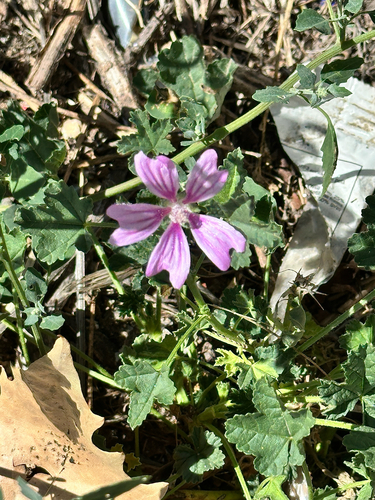 Common Mallow