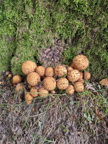 shaggy scalycap