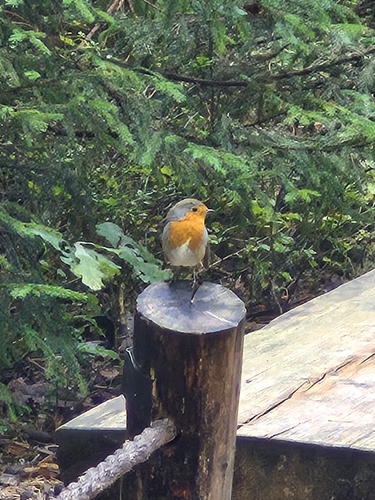 European Robin