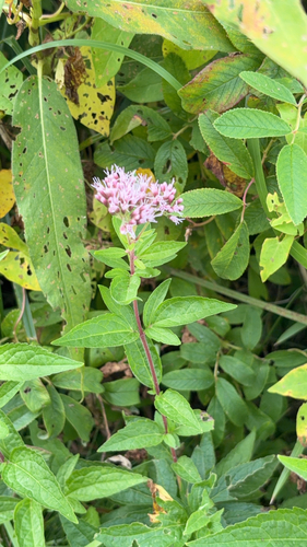 hemp agrimony
