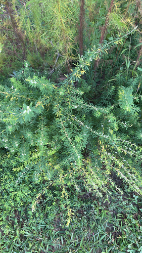 Chinese bushclover