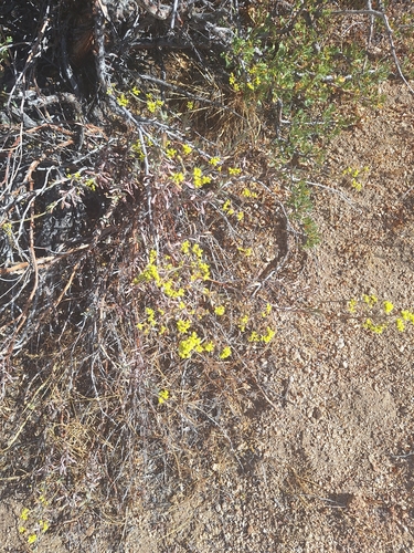 iNaturalist observation photo of Yellow-flowered Slender Buckwheat