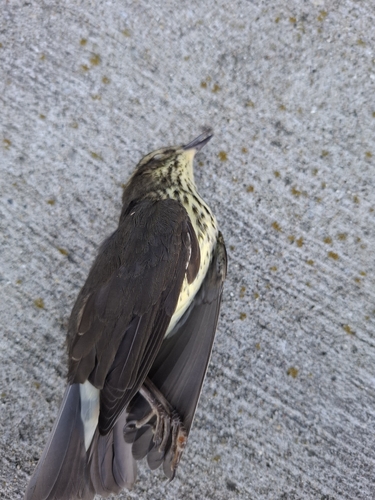 Northern Waterthrush