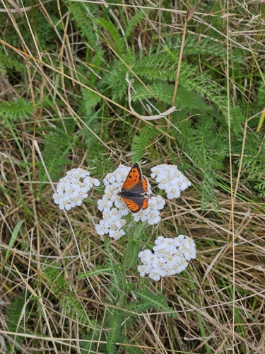 Small Copper