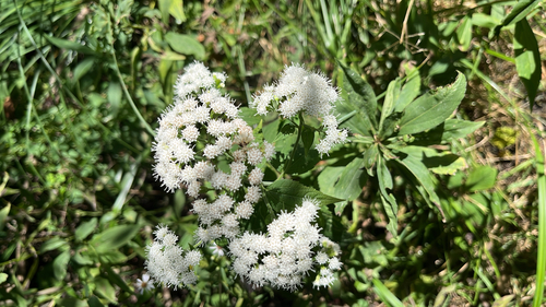 white snakeroot