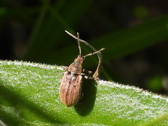 Phyllobius pyri