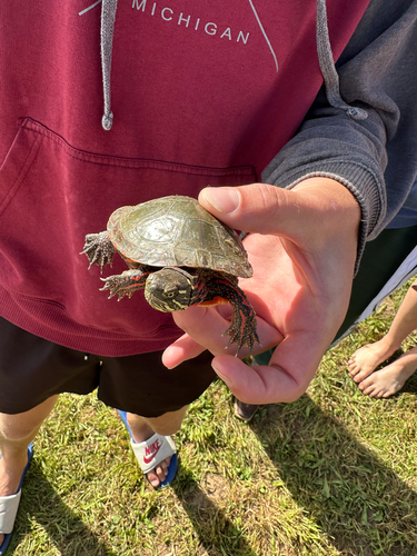 Painted Turtle