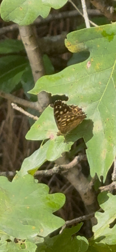 Speckled Wood