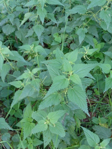 great stinging nettle