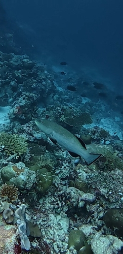 Plectropomus areolatus observed 2026-09-14