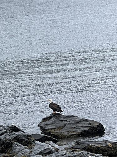 Bald Eagle