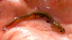 Eurycea neotenes