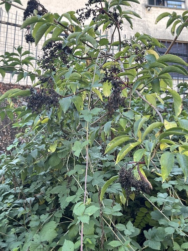 European black elderberry