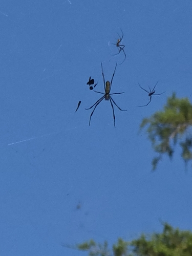 Joro Spider
