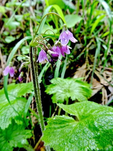 Alpine bells (Primula matthioli)