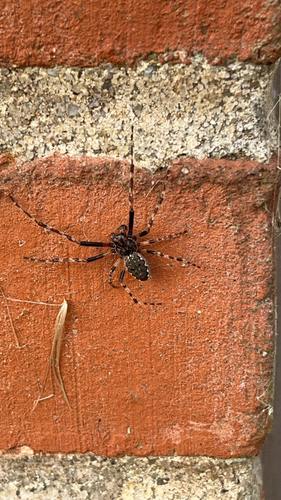 Walnut Orbweaver