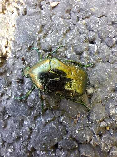 Oriental Flower Beetle