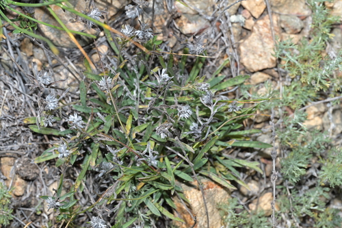 Eritrichium borealisinense