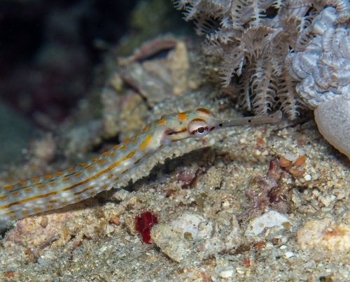 Corythoichthys schultzi observed 2026-09-14
