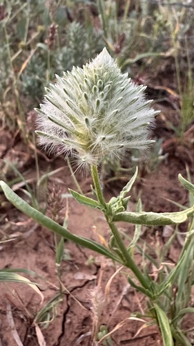 dryland feather-head
