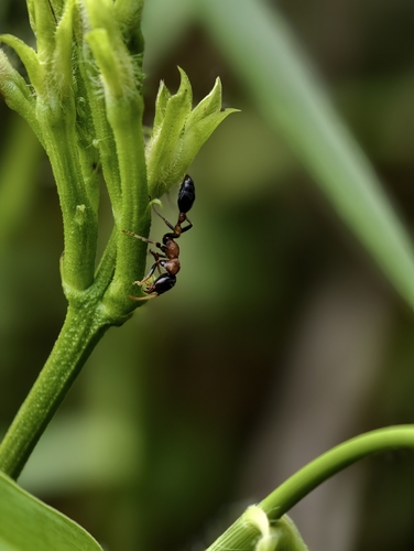 Arboreal Bicolored Slender Ant