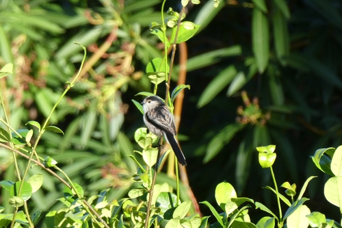 Long-tailed Tit